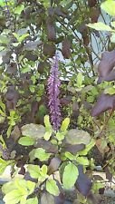 Tulsi, Krishna Tulsi, Ocimum Sanctum, Biologique, Graines par Paquet, Basilic Sacré