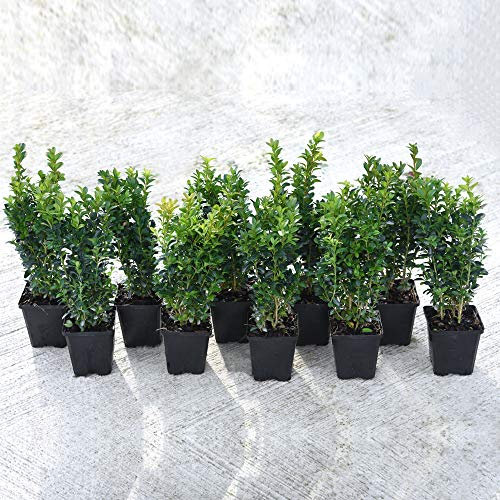 Box Plants for Hedging Evergreen Shrub 10 x Buxus Hedge Plants, Hardy Shrub, Topiary, for Outdoors & Patio Containers, 10 x Buxus Sempervirens Plants in 9cm Pots by Thompson & Morgan