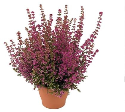 Calluna Natural Planta Arbustiva de Fácil Cuidado