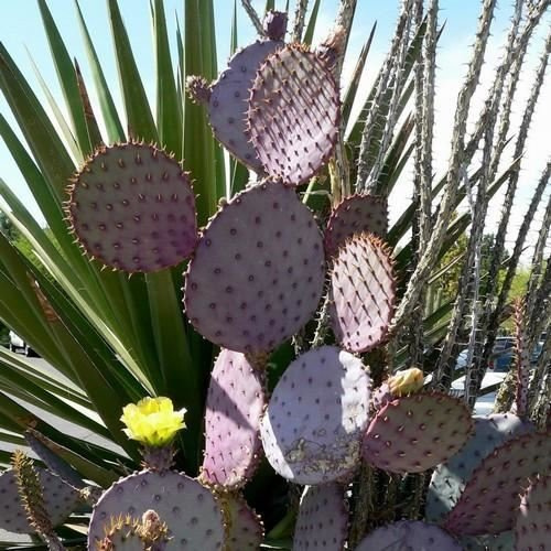 Graines de figues de Barbarie violettes (Opuntia Violacea V. Santa Rita)