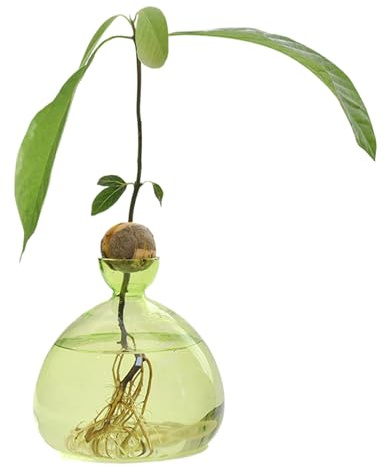 Avocado Samen Pflanzgefäß Vase Aufzucht Avocadobaum-Anzuchttopf Aus Glas Klare Avocado Baum Anbauvasen Geschenk Für Drinnen Und Draußen