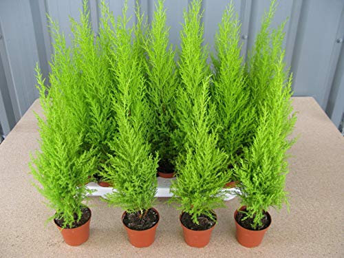 40 x Cupressus Wilma Goldcrest/(WAFER) Golden Evergreen Conifer 8cm Pot