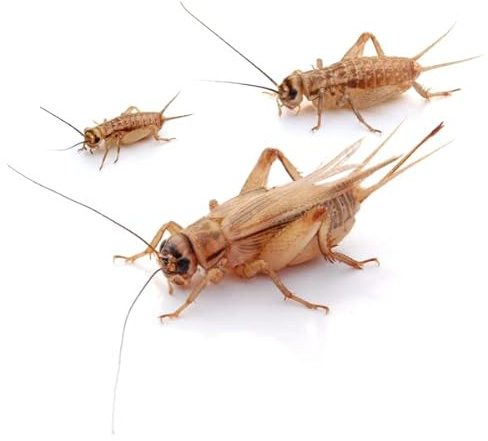 proinsects Heimchen mittel 1000 STK. - Futterinsekten