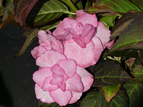 Hydrangea macrophylla Miss Saori -R- - Bauernhortensie Miss Saori -R-