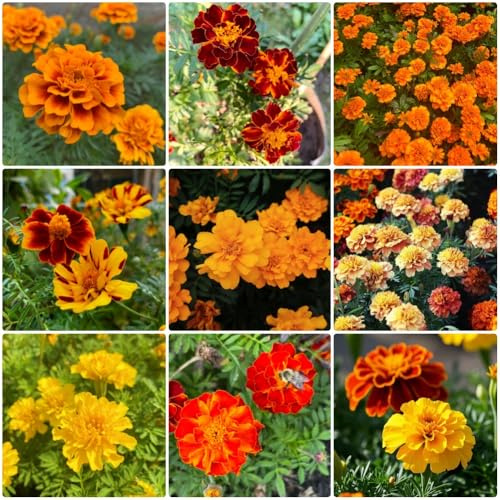 StudentenblumenSamen - blumenwiese Tagetes patula - pflanzensamen garten winterharte wildblumensamen gartenpflanze blumensamen geschenk 550pcs