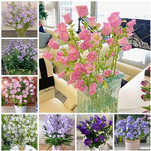 semi di campanula - resistenti, giardino balcone in vaso 420pcs
