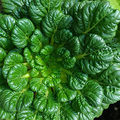 Cabbage Seeds, Pak Choi - Rosette Tatsoi - 3 g Packet ~1000 Seeds - Non-GMO, Heirloom - Asian Garden Vegetable & Microgreens