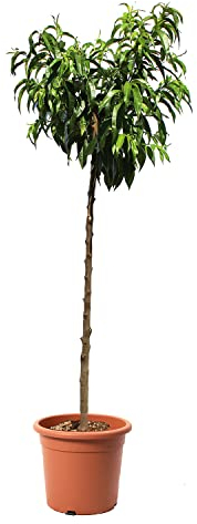 KENTIS - Pianta di Pesco - Prunus Persica - Piante Vere da Esterno - Alberello da Frutto - Vaso Ø 28 cm