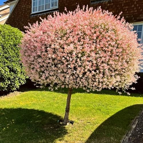 Harlekinweide Stämmchen 120-140 cm – Salix integra 'Hakuro Nishiki' – Ziergehölz mehrjährig & winterhart – Farbiges Laub – Ideal für Garten & Kübel – Flachwurzler – Pflegeleicht