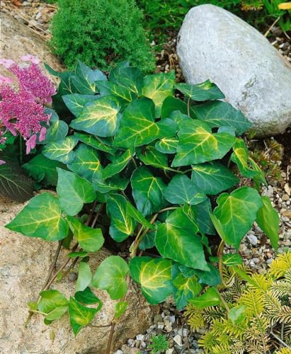 Hedera colchica 'Sulphur Heart' 40–60 cm – Winterhart, Immergrün, Pflegeleicht – Kaukasischer Efeu – Kletterpflanze für Wand & Zaun