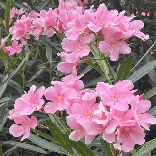 semillas resistentes de adelfa - jardín orgánicas balcón, exterior 30pcs