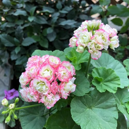 semi di geranio perenni - balcone decorazione soggiorno da giardino per esterni biologici 250pcs