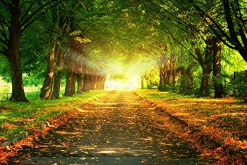 SHILIHOME Peinture de Coucher de Soleil à Feuilles caduques de Sentier de Route d'arbre par numéros DIY Unique