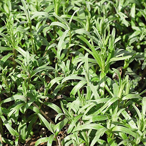 Herb Russian Tarragon Artemisia Dracunculus Hardy Perennial 1 Packet of 350 Seeds by Thompson & Morgan