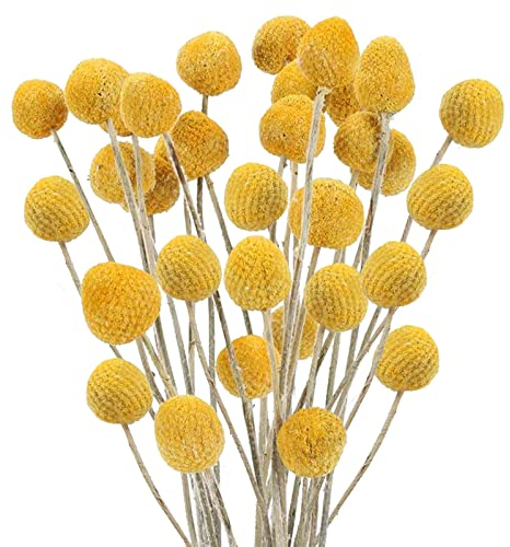 SLFYEE 30pcs Flores Secas Naturales Decoración 40cm Bolas de Flores Secas Naturales Ramo de Hierba de Flores Secas para Decoración del Hogar, Dormitorio, Boda Boho, Cumpleaños