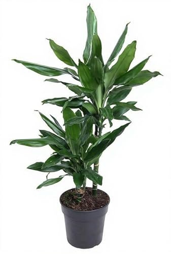 Dracaena fragrans Janet Lind Drachenbaum Zimmerpflanze mit grünem Laub 80 cm Höhe