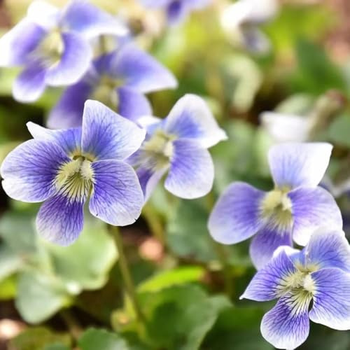Semillas de violetas fragantes - de balcón resistentes Viola odorata - balcón del jardín de semillas cobertura del suelo 250pcs
