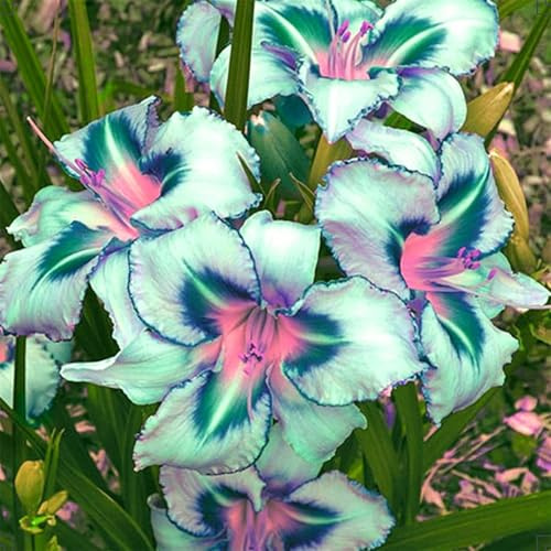 Taglilien Rhizome, Einfach Anzubauen, Pflegeleicht, Hochzeitsblumen, Leicht Zu Pflegen. Winterhart GroßE Rhizome, Verschiedenen Farben, Bienenfreundlich, 3zwiebeln-f
