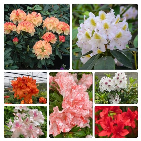 semi di rododendro, azalea giardino balcone interno 300pcs