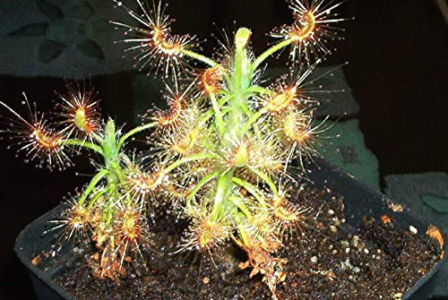 fleischfressende Pflanze, Zwergsonnentau, Drosera scorpioides, Größe ca, 2 bis 6cm.