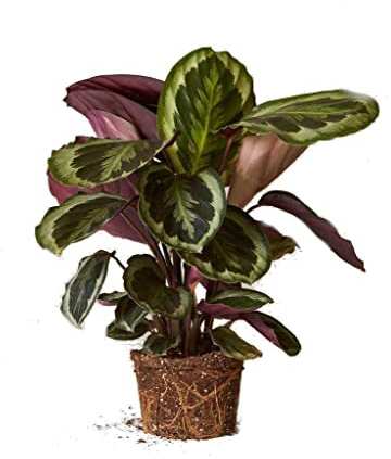 Calathea Roseopicta Patrón de Color Medallion Planta de Interior Natural