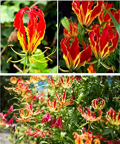 Flame Lily Gloriosa Superba 20+ Seeds Fire Lily