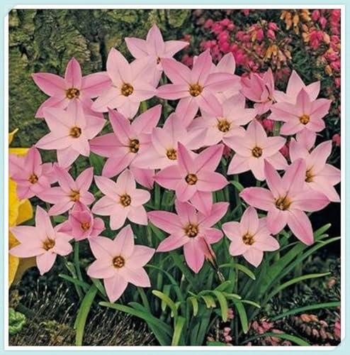 Bulbos de Lirio de Lluvia-Zephyranthes cándida bulbos- Resistente a la Sequía - Ideal para Borduras y Rocalizas-15 Bulbos-B