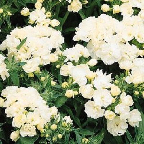 50 semi di Phlox Promessa Bianco Fiore Doppio Phlox semi di Fiori Phlox Drummon