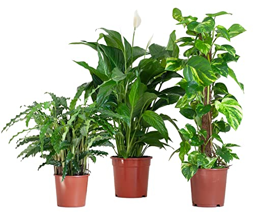 BloomPost Caja Purificadora de Aire - Plantas de Interior - Bajo Mantenimiento - Plantas de Interior - Fáciles de Cultivar - Plantas para el Hogar y La Oficina - Para un Aire Limpio