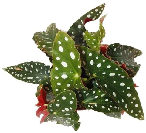 Begonia Bambú o Maculata La Planta de Moda que No Puede Faltar en tu Colección Natural