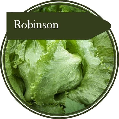 Lechuga Iceberg de 1000 semillas 'Robinson' que produce una lechuga Iceberg de tamaño mediano fiable. El sistema radicular vigoroso da un impulso en condiciones difíciles de cultivo.
