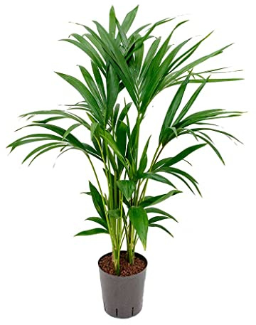 DECOALIVE Howea Forsteriana Palmera de Interior Natural, 8435712003247