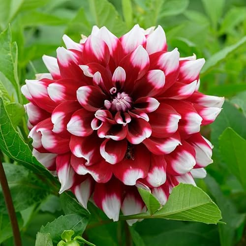 Dahlie Duet | 1 Stück | Knolle | Rot | Weiß | 100% Blütegarantie | QFB Gardening