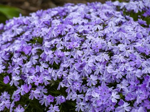 Greenwood Nursery: Live Ground-Cover Plants - Emerald Blue Creeping/Moss Phlox + Subulata - [Qty: 2X Pint Pots] - (Click for Other Available Plants/Quantities)