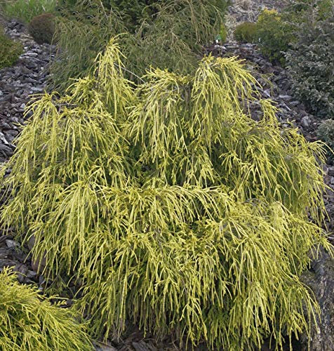 Gelbe Fadenzypresse 15-20cm - Chamaecyparis pisifera - lebende Gartenpflanze aus den Baumschulen