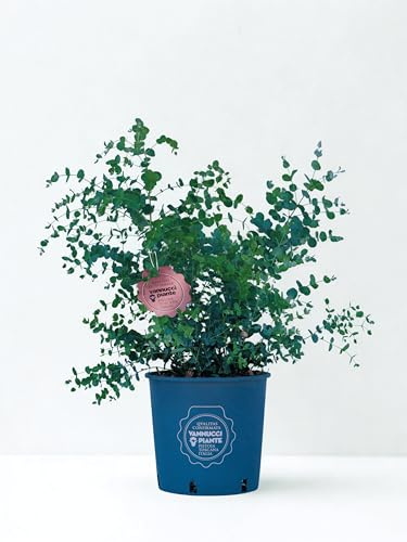 Vannucci Piante - Eucalyptus gunnii, Eucalipto, Pianta di Eucalipto in vaso, Pianta sempreverde, pianta da terrazzo