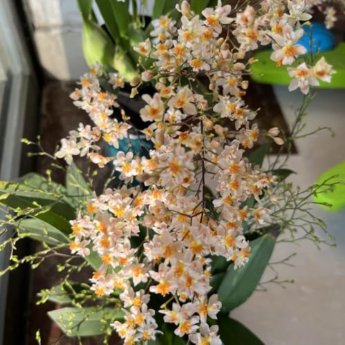 Semi di orchidea Oncidium, vecchie varietà Oncidium hybridum, decorazione del soggiorno da ufficio semi di decorazione floreale rare 60pcs