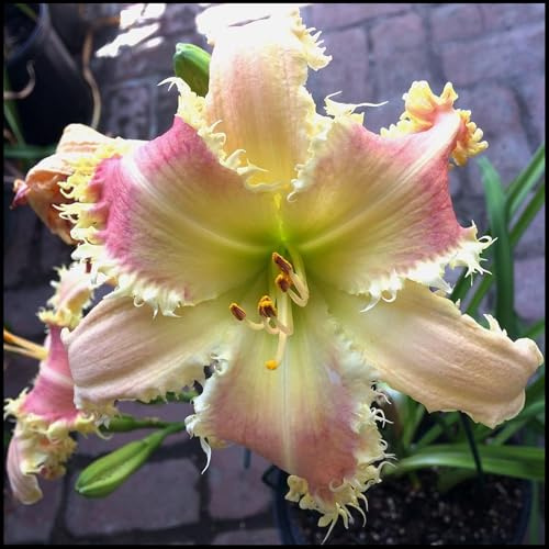 Bulbos de Hemerocallis -Florecen de Forma Continuada -Se Acomodan a Diferentes Suelos -Hemerocallis bulbos -8 Bulbos