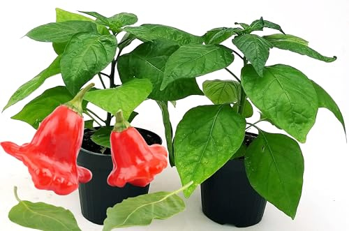 POWERS TO FLOWERS - PEPERONCINO CAPPELLO DEL VESCOVO RED BIO, 2 PIANTE, Vaso 10cm, piante vere