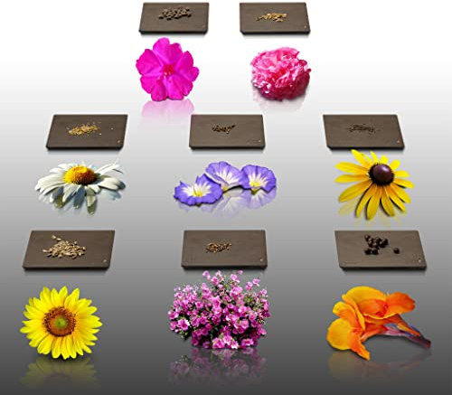 Lot de 400 graines de Fleurs à semer - Le Grenier d'Abondance - Au Pied du Mur - 8 sachets individuels