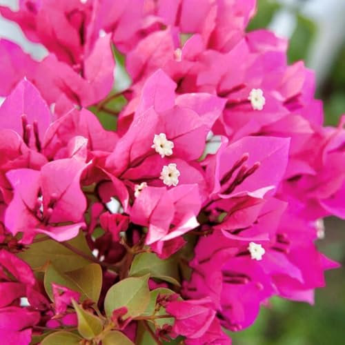 Buganville rosa Bougainvillea pianta rampicante in vaso ø9 cm Vivaio di Castelletto