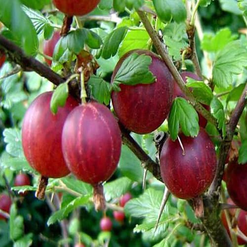 100 rote Johannisbeersamen