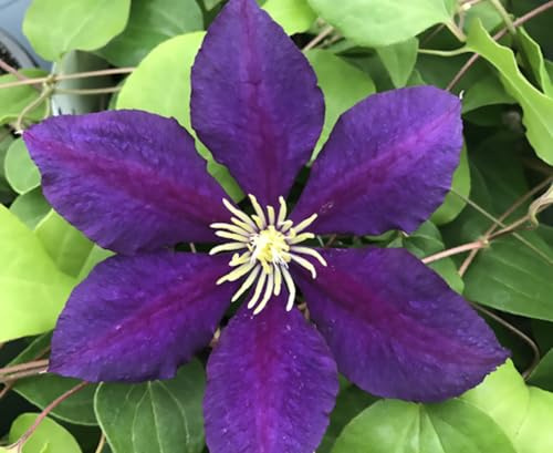 The President Clematis Vine - Deep Purple - 2.5 Pot
