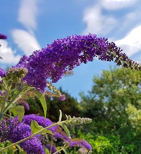 Zwerg Hänge Sommerflieder Little Purple 40-60cm - Buddleja