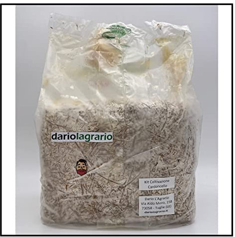 Kit Fungo Cardoncello Balletta di Substrato x coltivazione Funghi Cardoncelli FAI da TE a casa