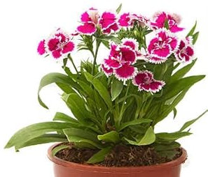 Clavellina Natural de Exterior Planta Perenne - Dianthus Chinensis
