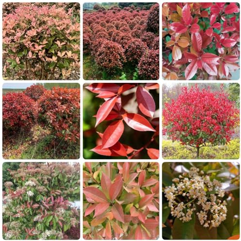 Semi di Photinia Red Robin resistenti per giardini rocciosi per giardinieri siepe, selvatiche, giardino balcone esotico 1000pcs