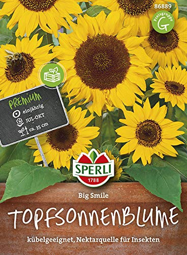 Sonnenblume (Topf-Sonnenblume) Big Smile von Sperli-Samen