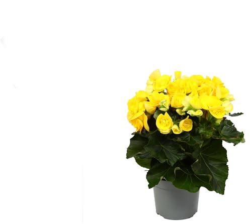 Begonia Planta con Flores Naturales para Embellecer tu Hogar