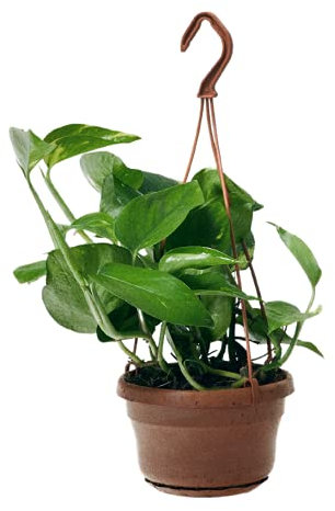 The Stem Golden Pothos - Epipremnum aureum - 30cm Length, 15cm Pot - Indoor Plant, Houseplant